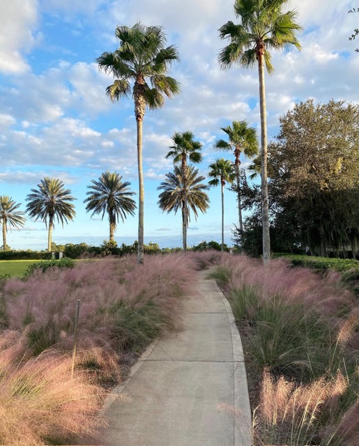 Palm-lined Palencia walkway