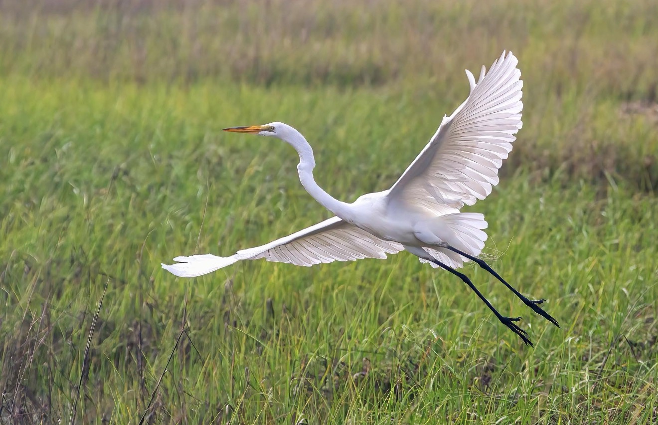 Egret over marsh
